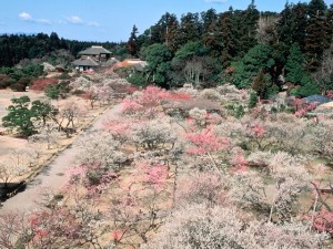 偕 楽園 水戸 日本三名園 偕楽園